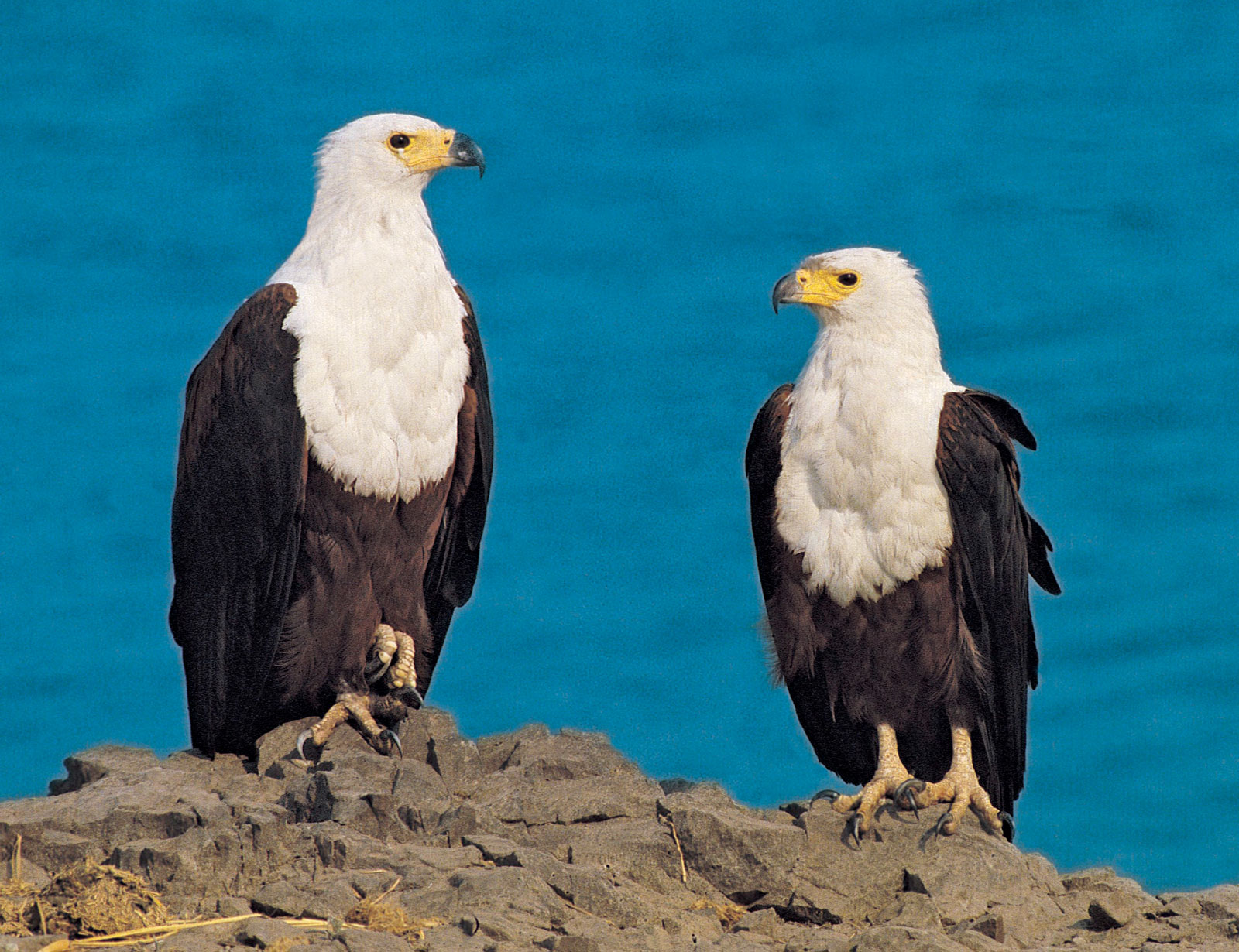 Tanzania safaris