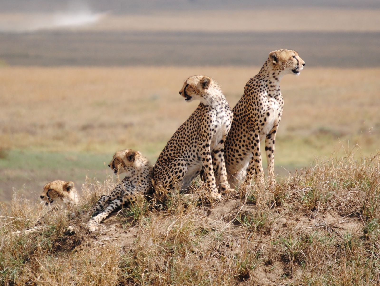 Tanzania safaris