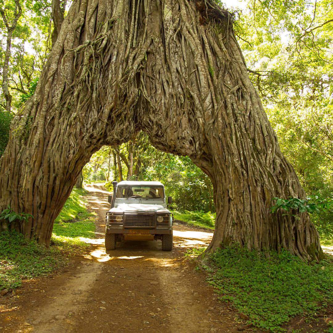 Tanzania safaris
