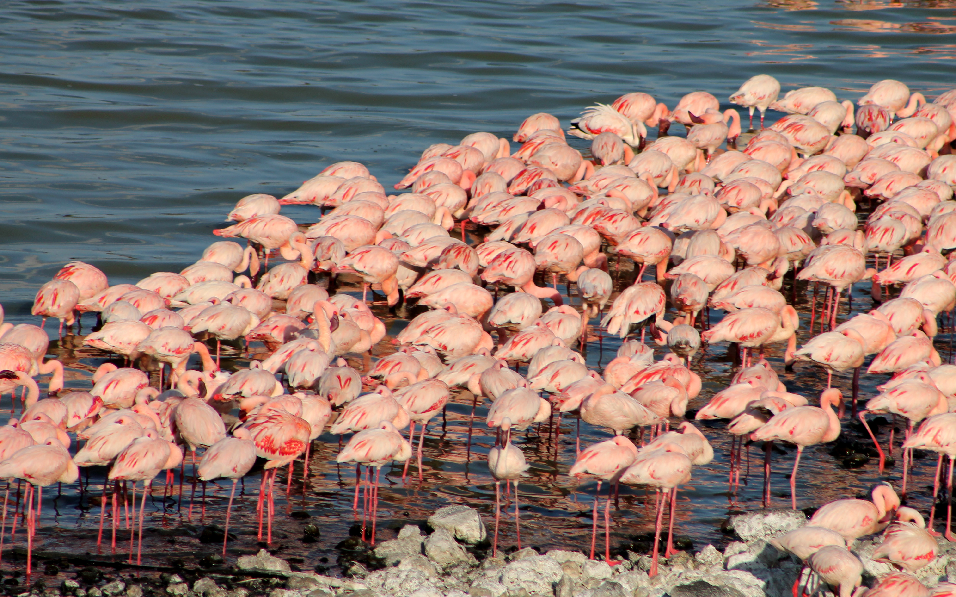 Tanzania safaris