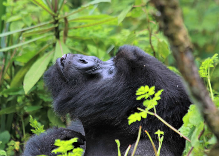 Gorilla Trekking In Uganda From Kigali International Airport