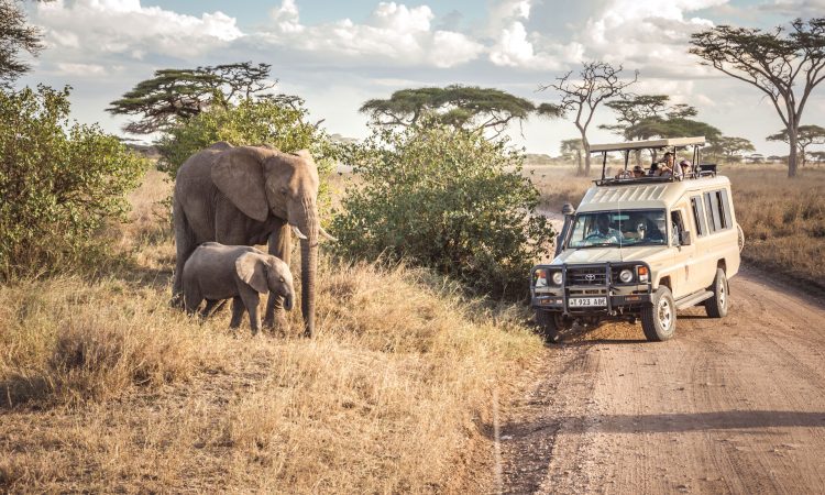 Serengeti national park Tanzania