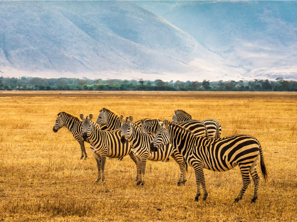 15 Days Tanzania Safari