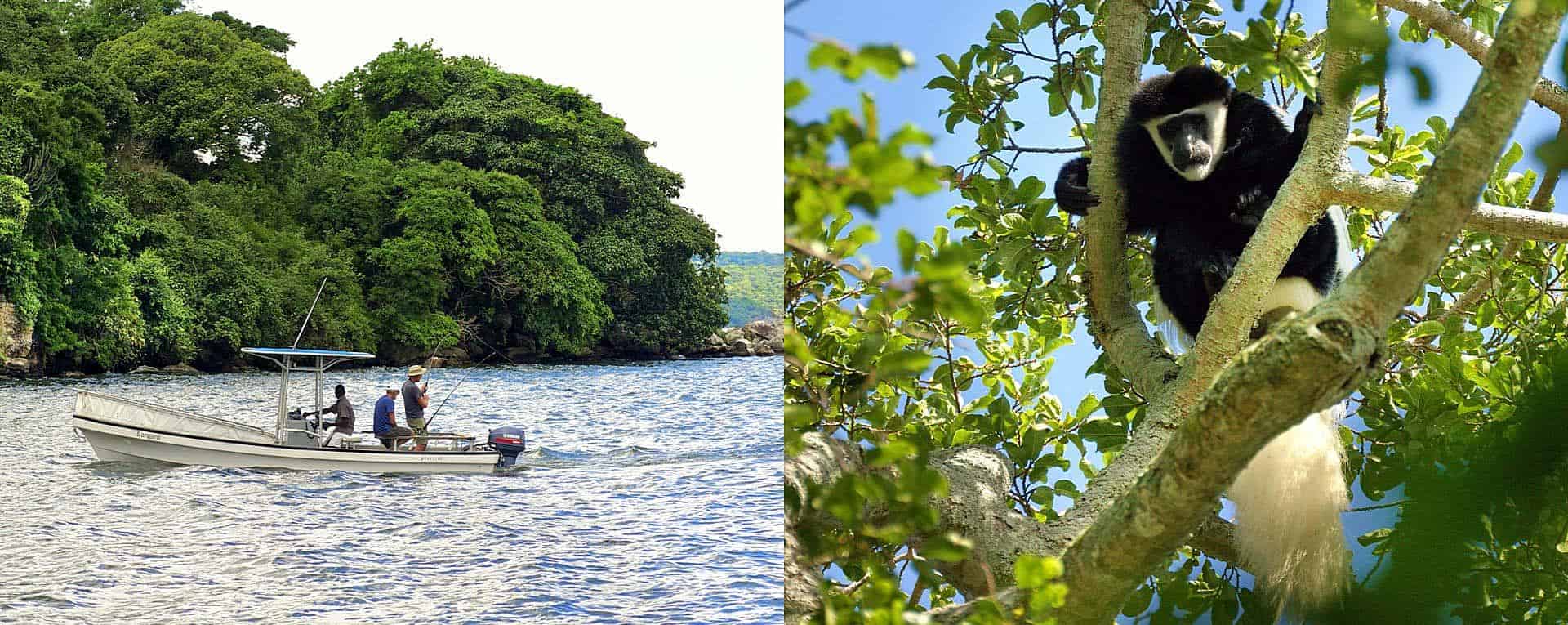 Where to see chimpanzees in Tanzania?