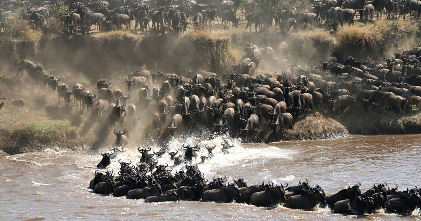 What You Need To Know About Tanzania Safari Great Migration