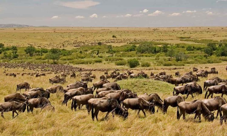 5 Days Serengeti Wildebeest Migration Calving Season Safari