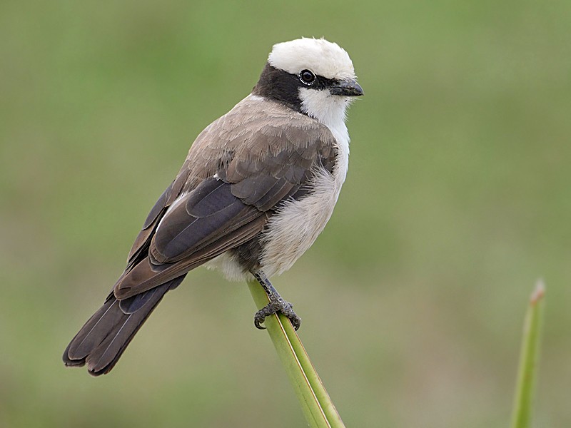Bird Watching In Tarangire National Park