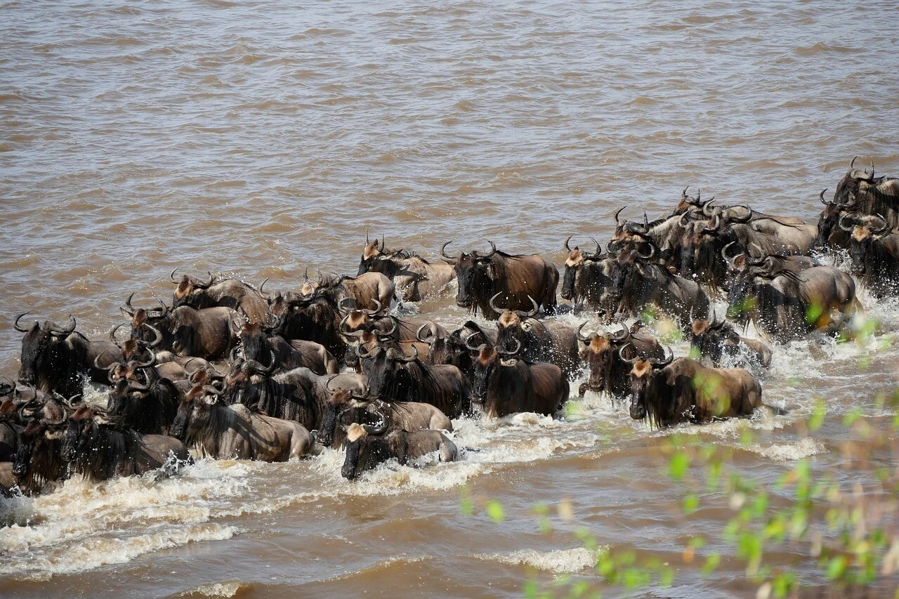 Tips to Avoid Missing the Great Migration