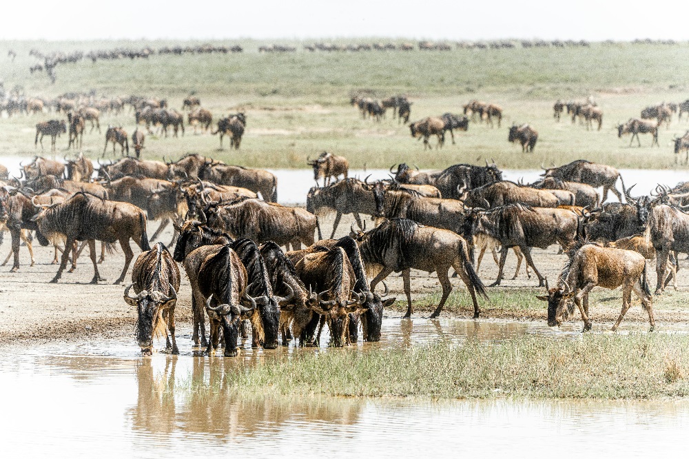 3 Days Ndutu Migration Safari