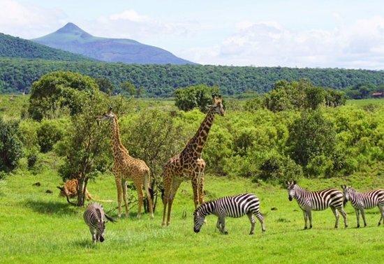 Arusha national park fees for Tanzanians