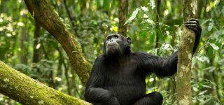Gombe Stream National Park
